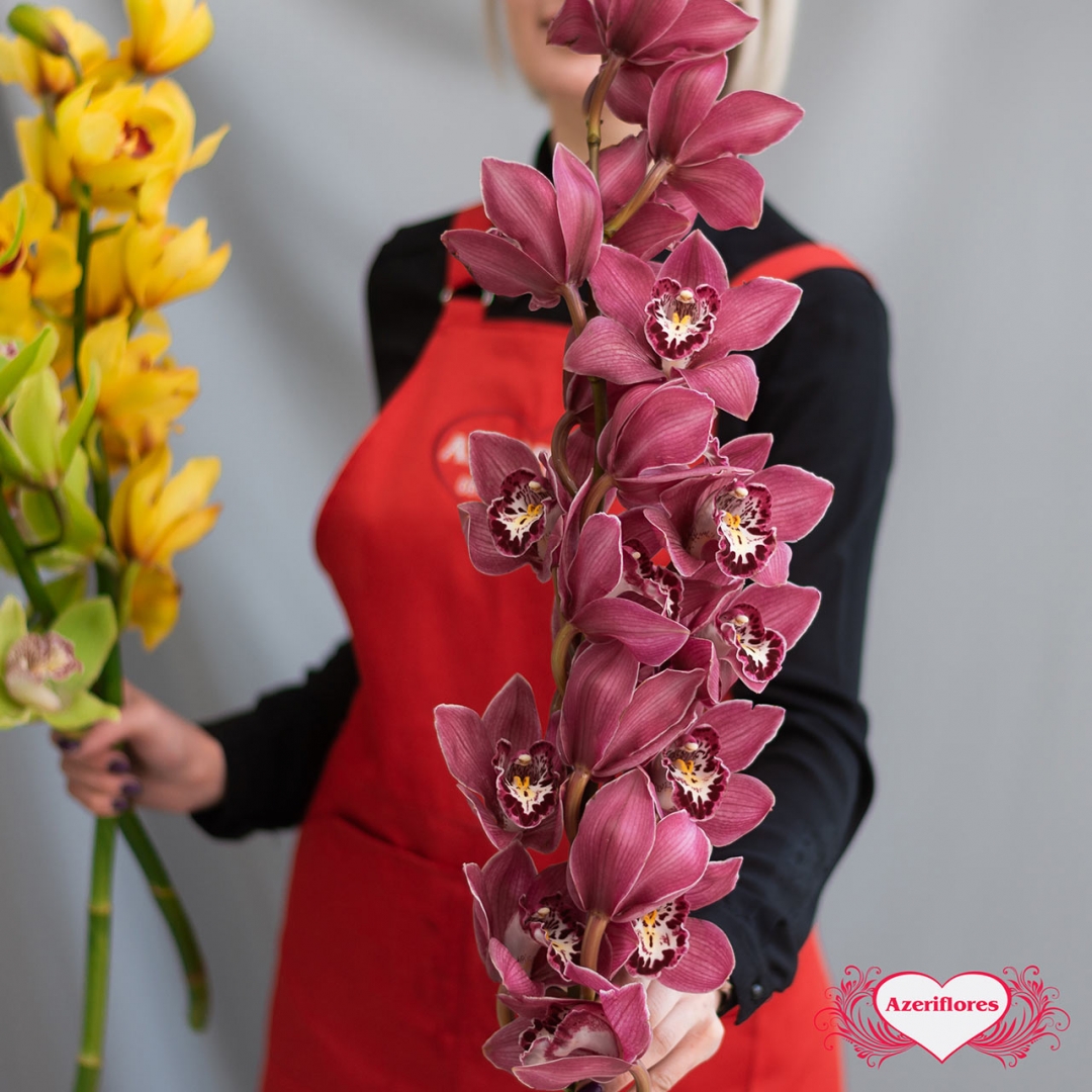 орхидеи цветы москва