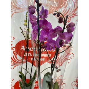 Купить двуствольную орхидею с доставкой в Москве