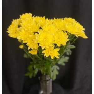Купить хризантему кустовую жёлтую с доставкой в Москве