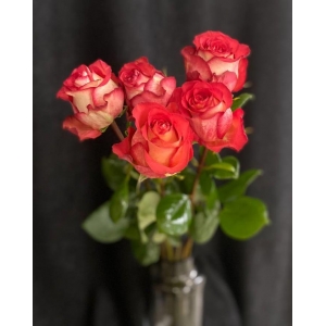 Купить розу «Игуазу» с доставкой в Москве