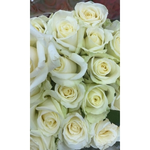 Белые розы 60 см