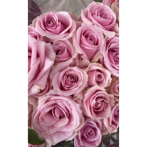 Бело-розовые розы 60 см